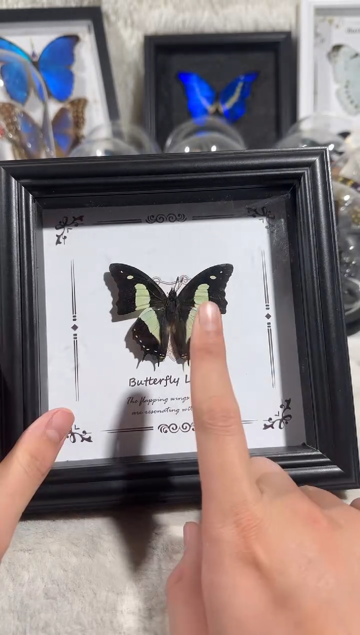 木窄版二尾蛱蝶   