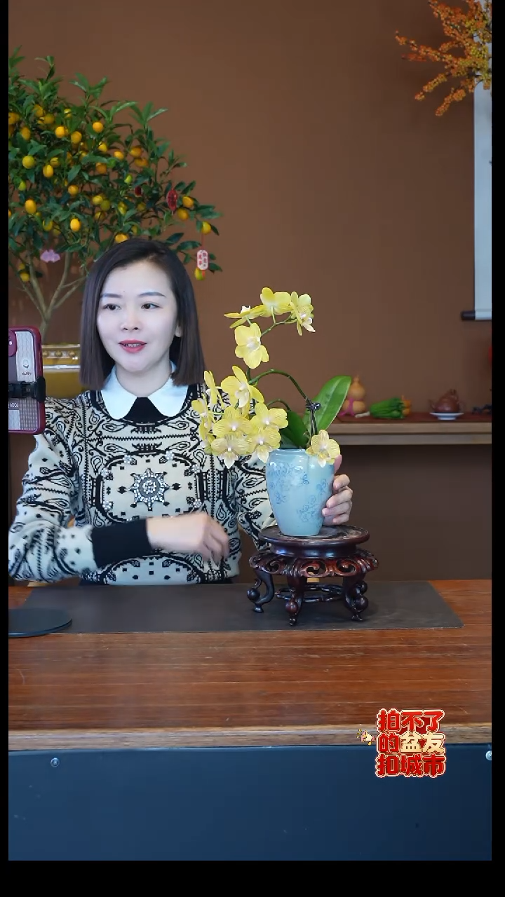 全部花朵金盏蝶盆景盆景