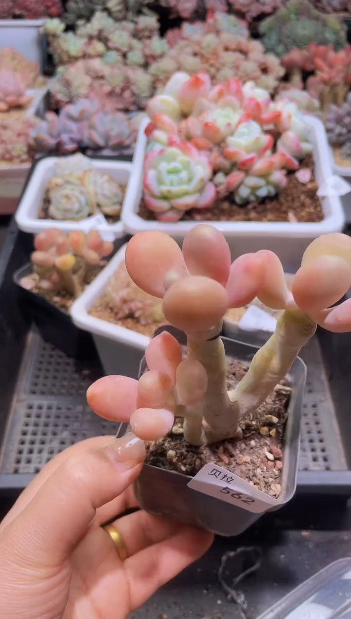 【闪购商品】562金蝉