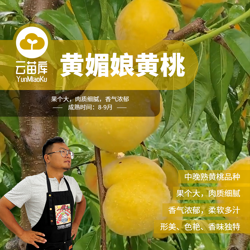 黄媚娘【日本黄金脆桃】28*17规格8月熟糖度高20+脆甜可口挂果量大