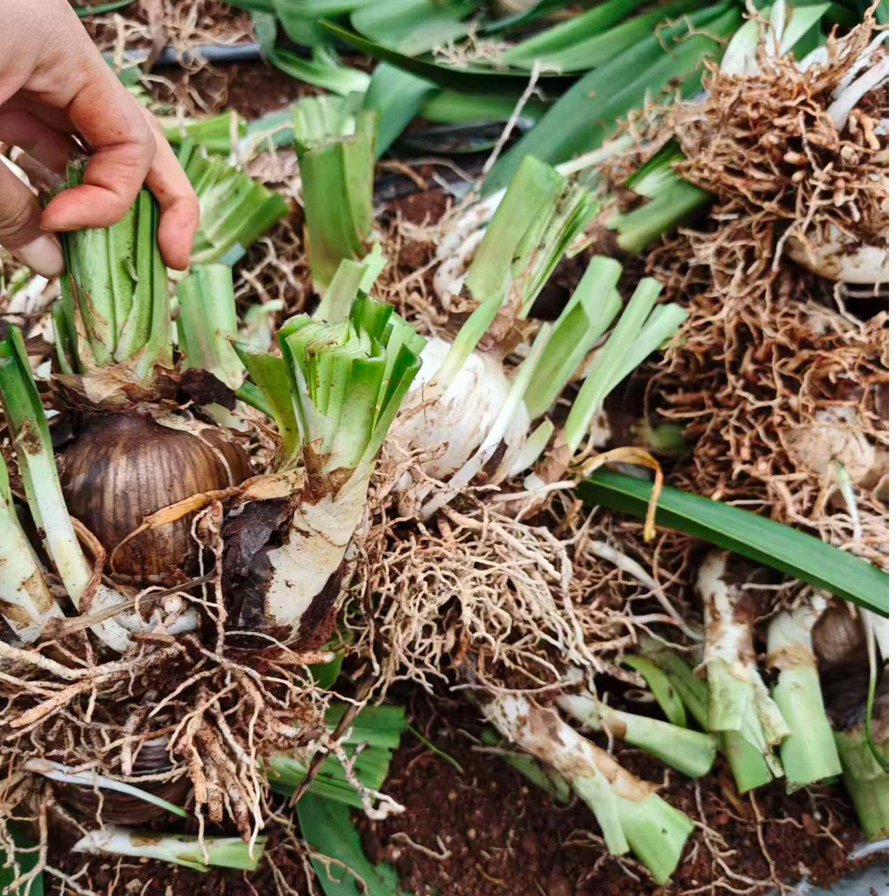 春季开花球 注定红花卉