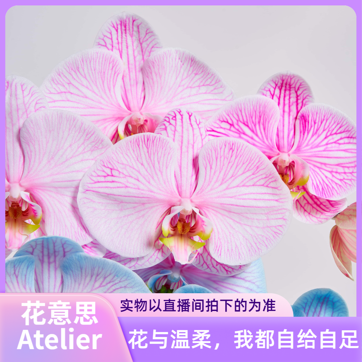 花意思【498链接】蝴蝶兰兰花艺术盆景-一物一拍-客厅玄关卧室公司
