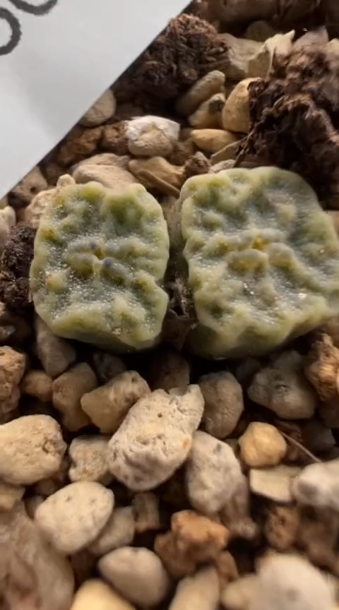 160超级无敌美丽到爆炸的美肉。。。。。。