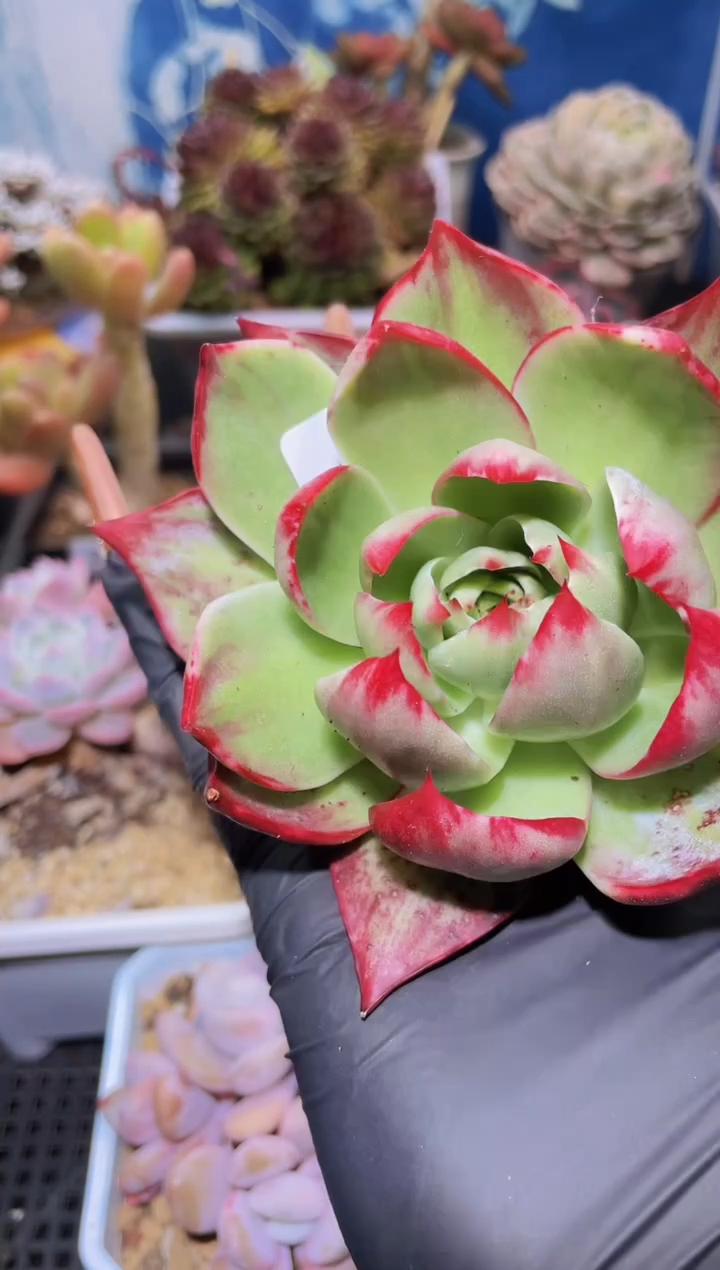 【闪购商品】806惊鸿仙子