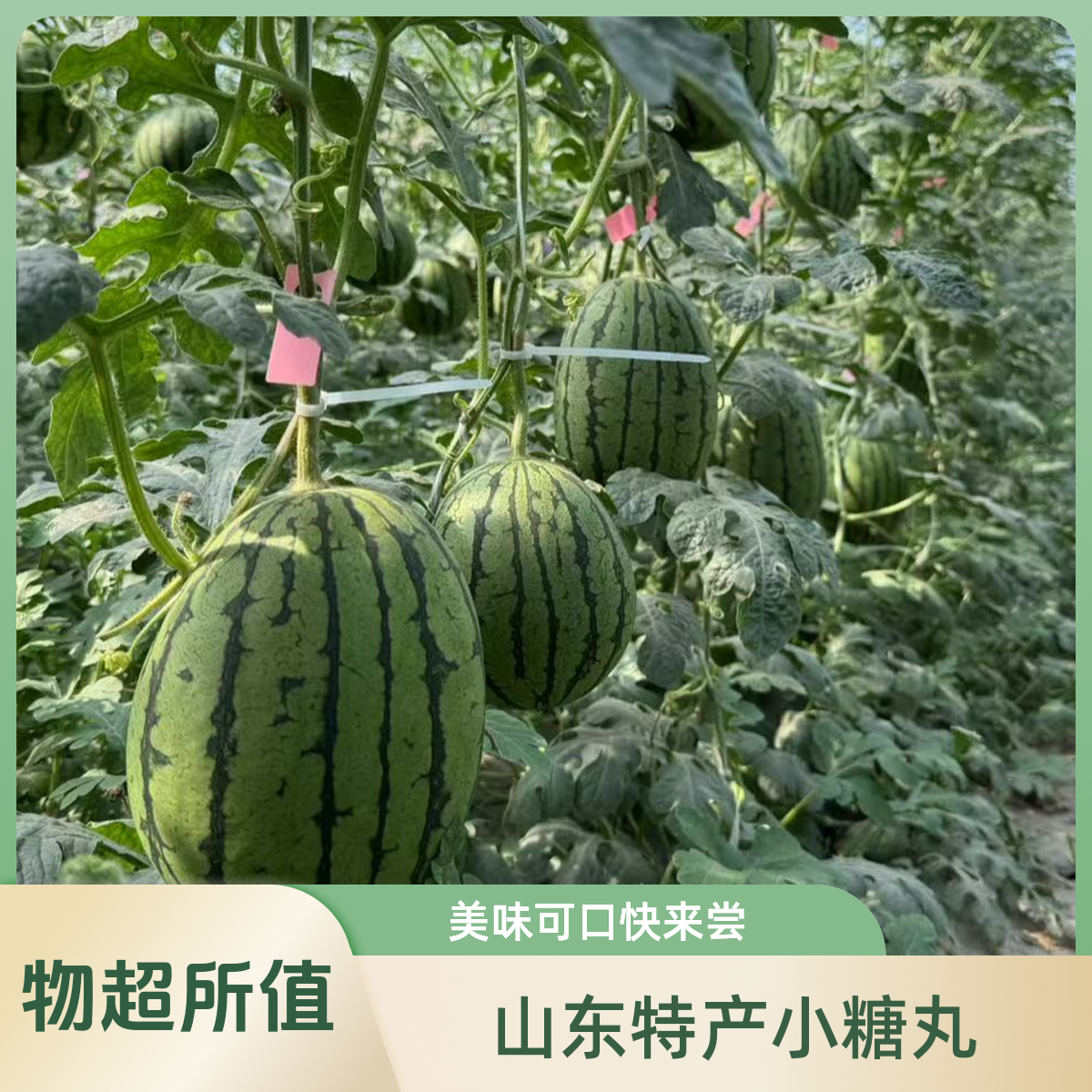 山东直发小糖丸西瓜一个1200克左右西瓜同城配山东省