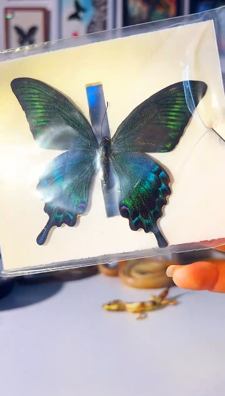 有机玻璃818158518