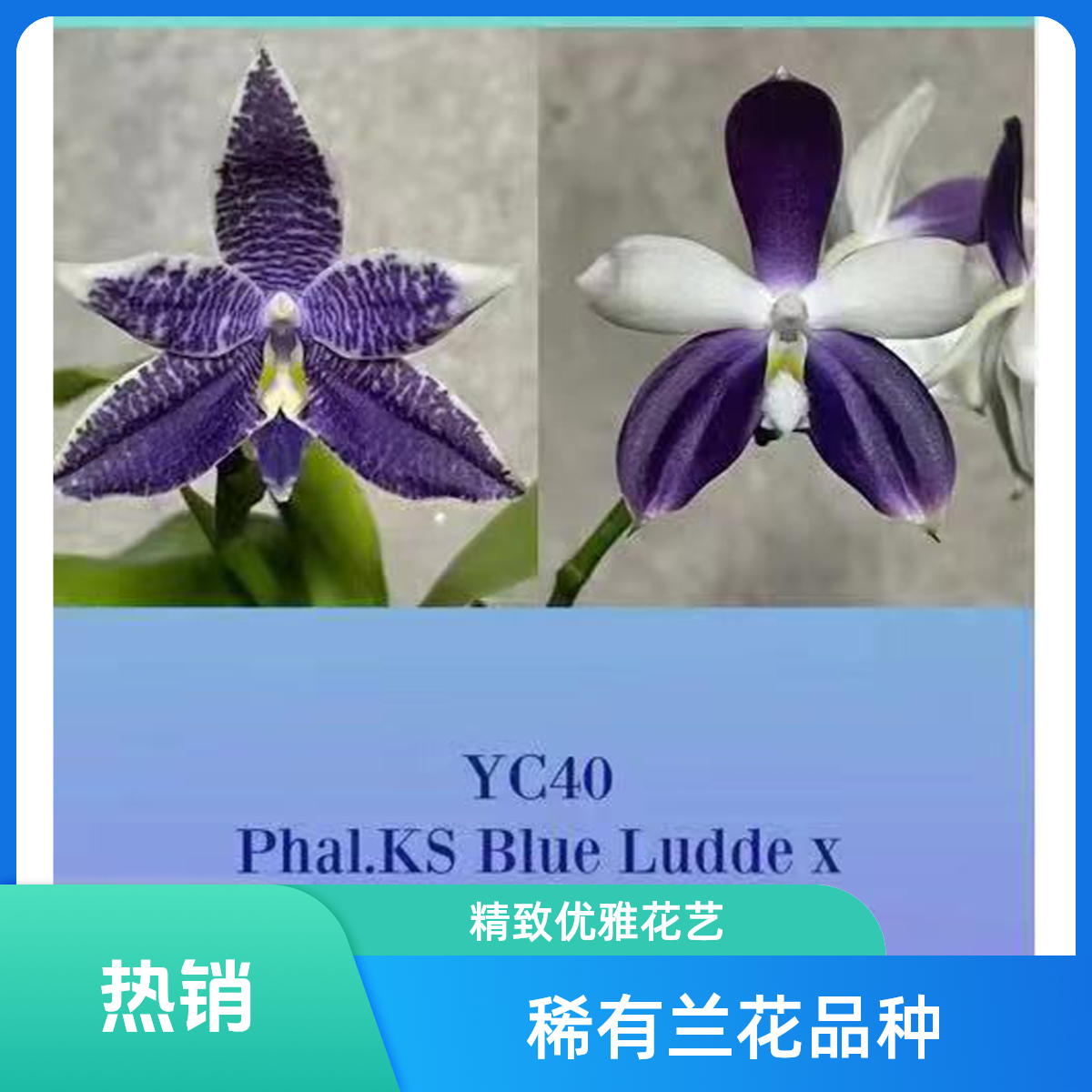 yc40蓝路帝交柳林兰珍妮 2.5寸带花梗  原生趣味蝴蝶兰【锦尚兰业】