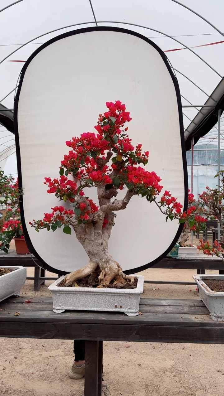 【闪购商品】盆景四季同安红