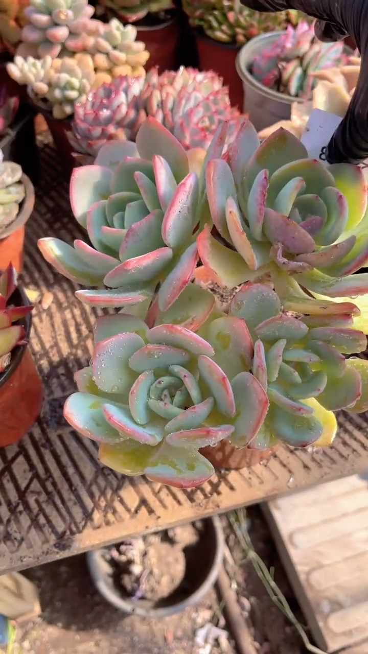 简**活跃跃精品多肉28023