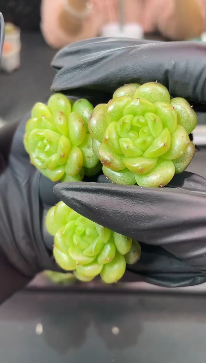 闪购964  灯泡多肉一颗  3厘米