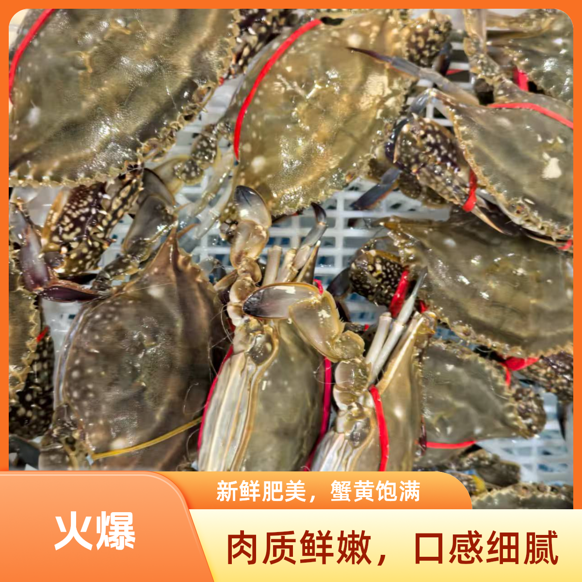 【保鲜不保活】精品小三角 一斤5只 一只二两 部分断臂介意勿拍