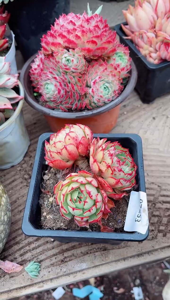 【闪购商品】07253