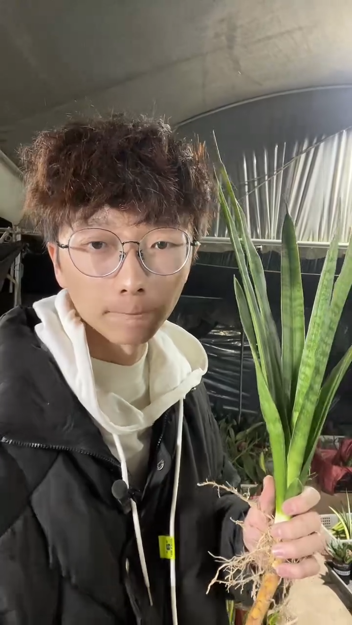 白牡丹虎皮兰裸根18.8