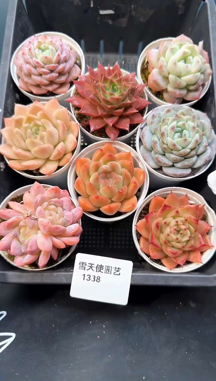 1338     多肉8 颗 