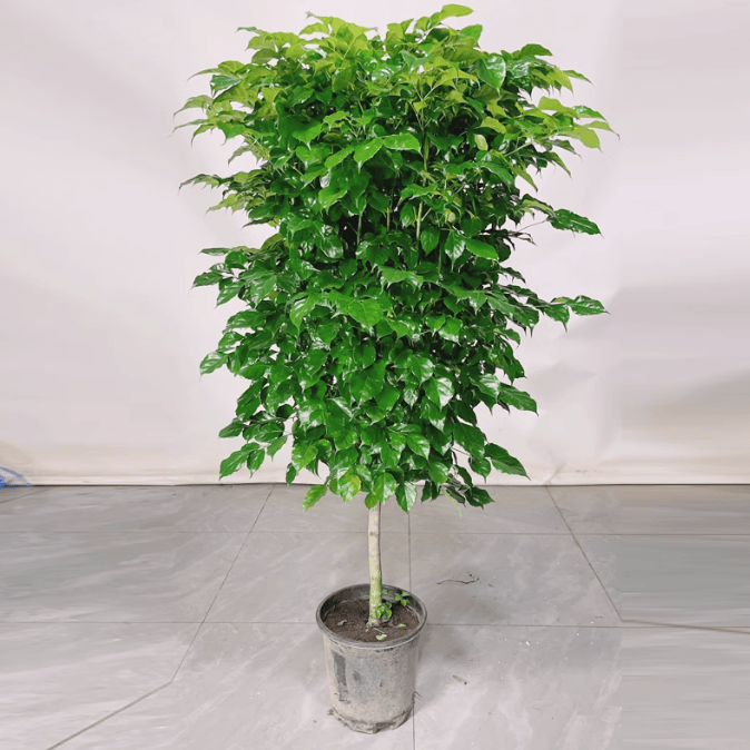 高度120-140cm绿植客厅大摆件好养耐火室内绿植大盆栽花卉