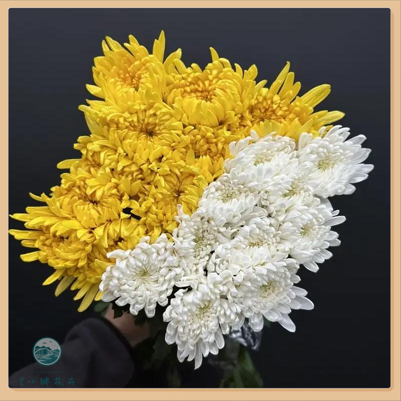 【兰小胖】精选A级-黄/白菊10枝装 祭奠鲜花花材 顺丰发货 