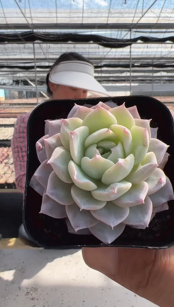 【闪购商品】新款多肉-149