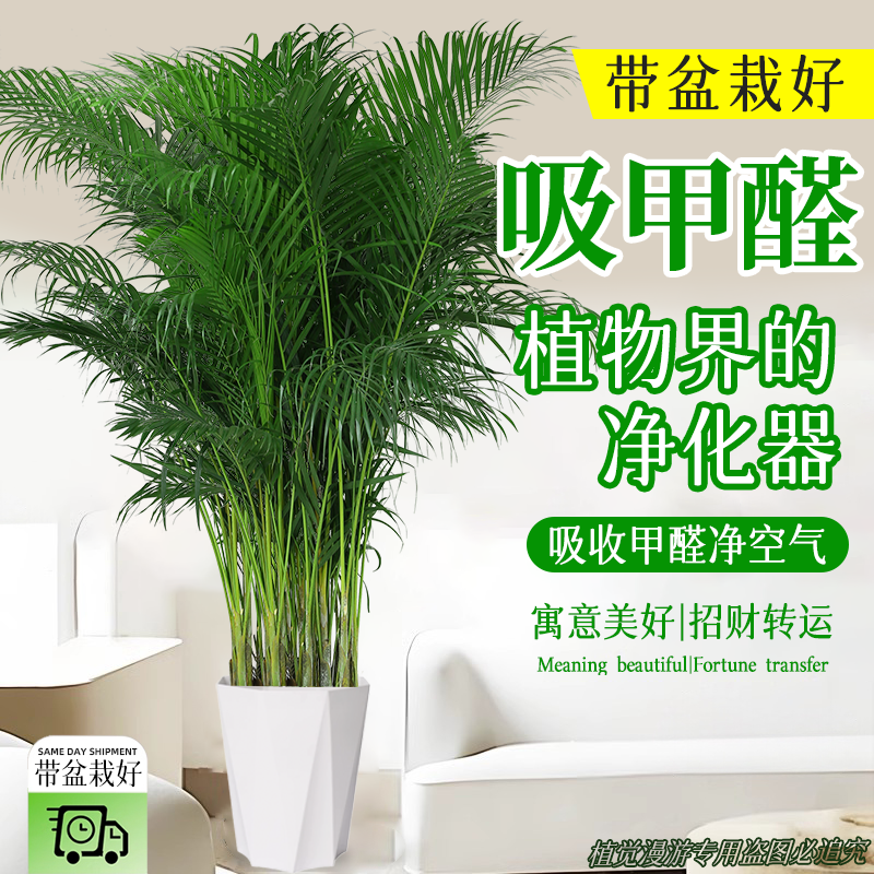 富贵椰子树盆栽大型室内绿植好养活除甲醛散尾葵可净化空气四季花