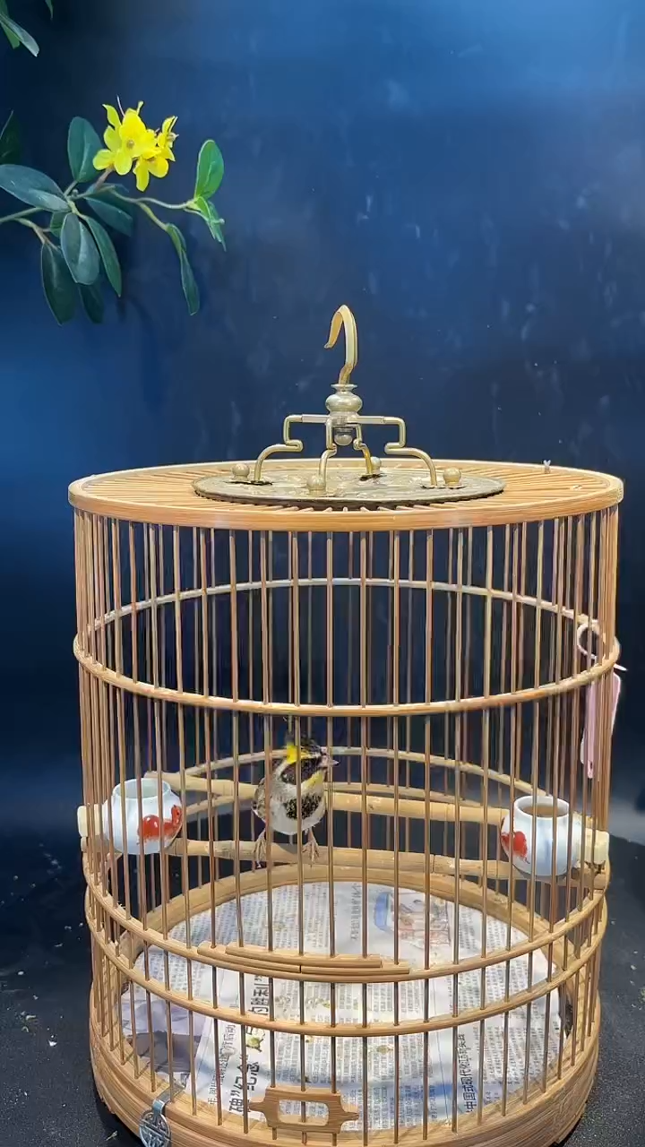 3号 虎头凤 养笼  0元起拍