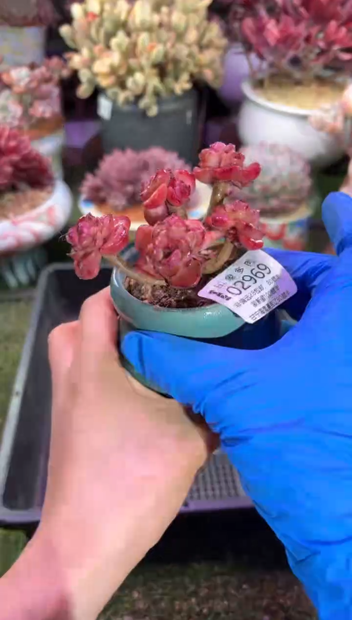 【闪购商品】02969