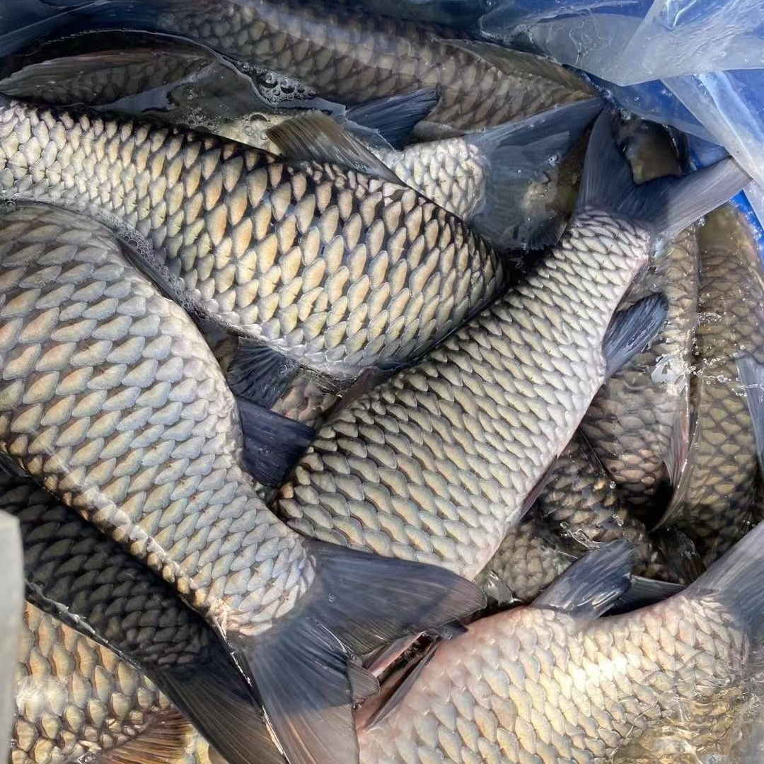 【条】冰鲜现捞   清波鱼