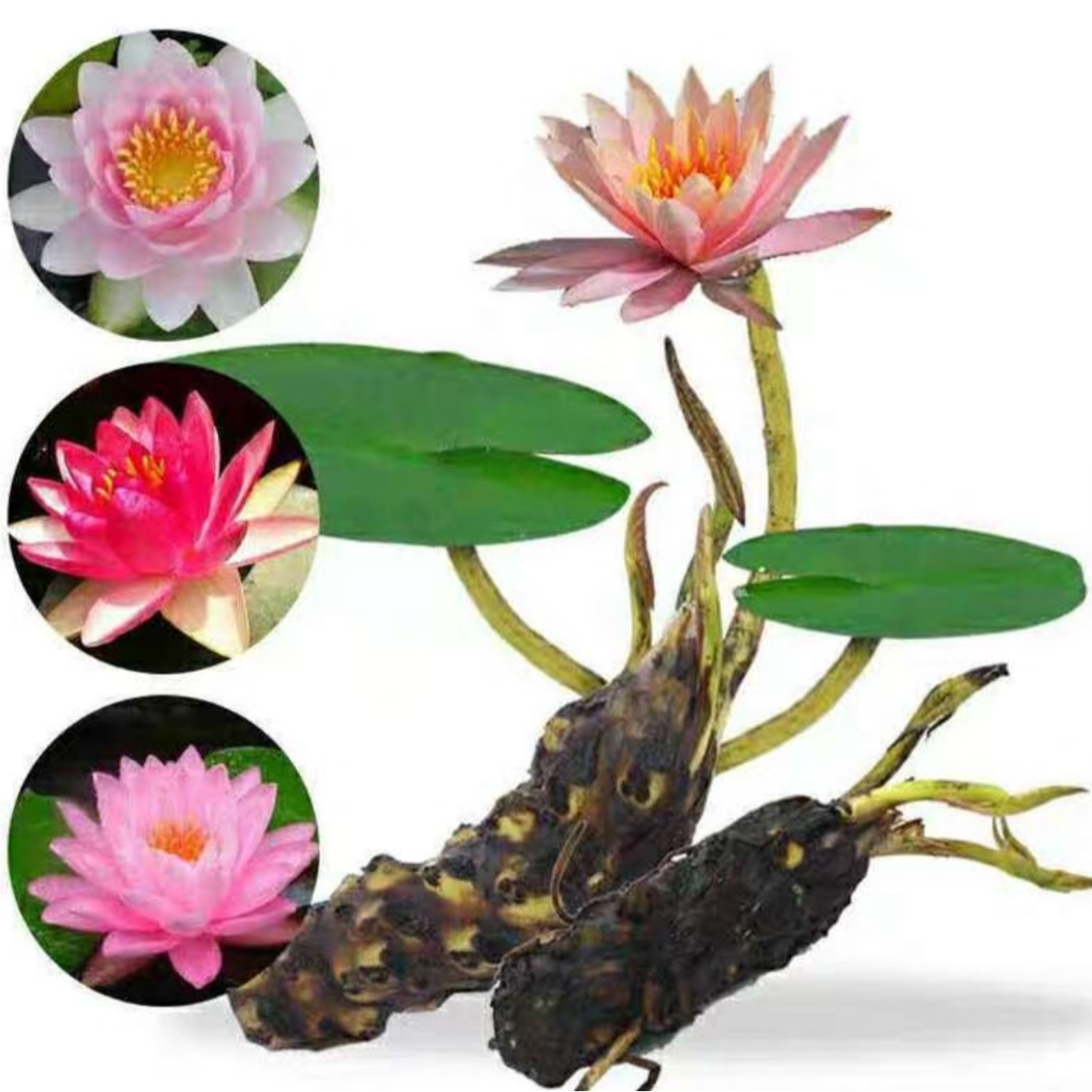 水中仙子睡莲 水培