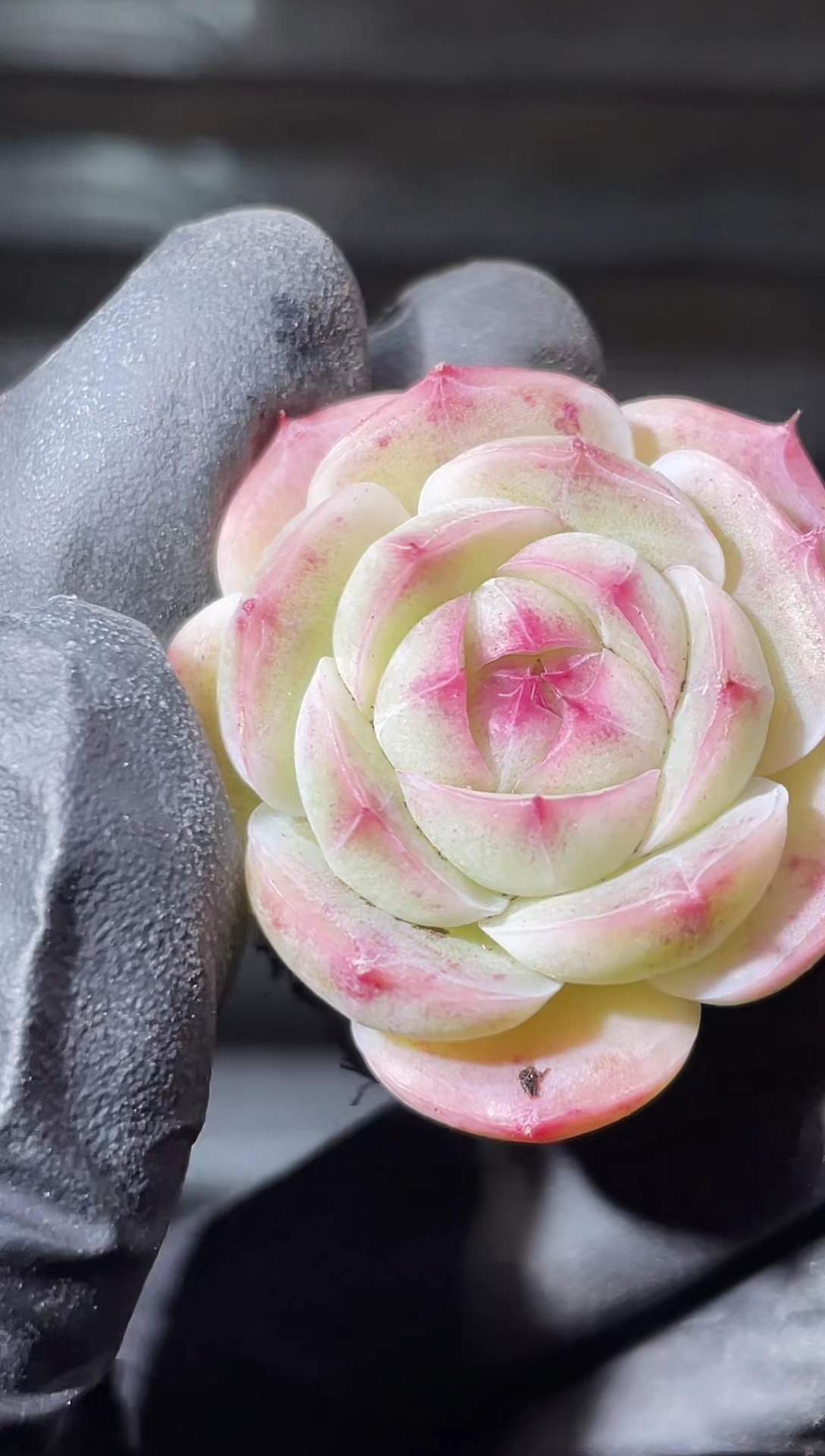 25-74彩色圣音2-3厘米量拍发一颗