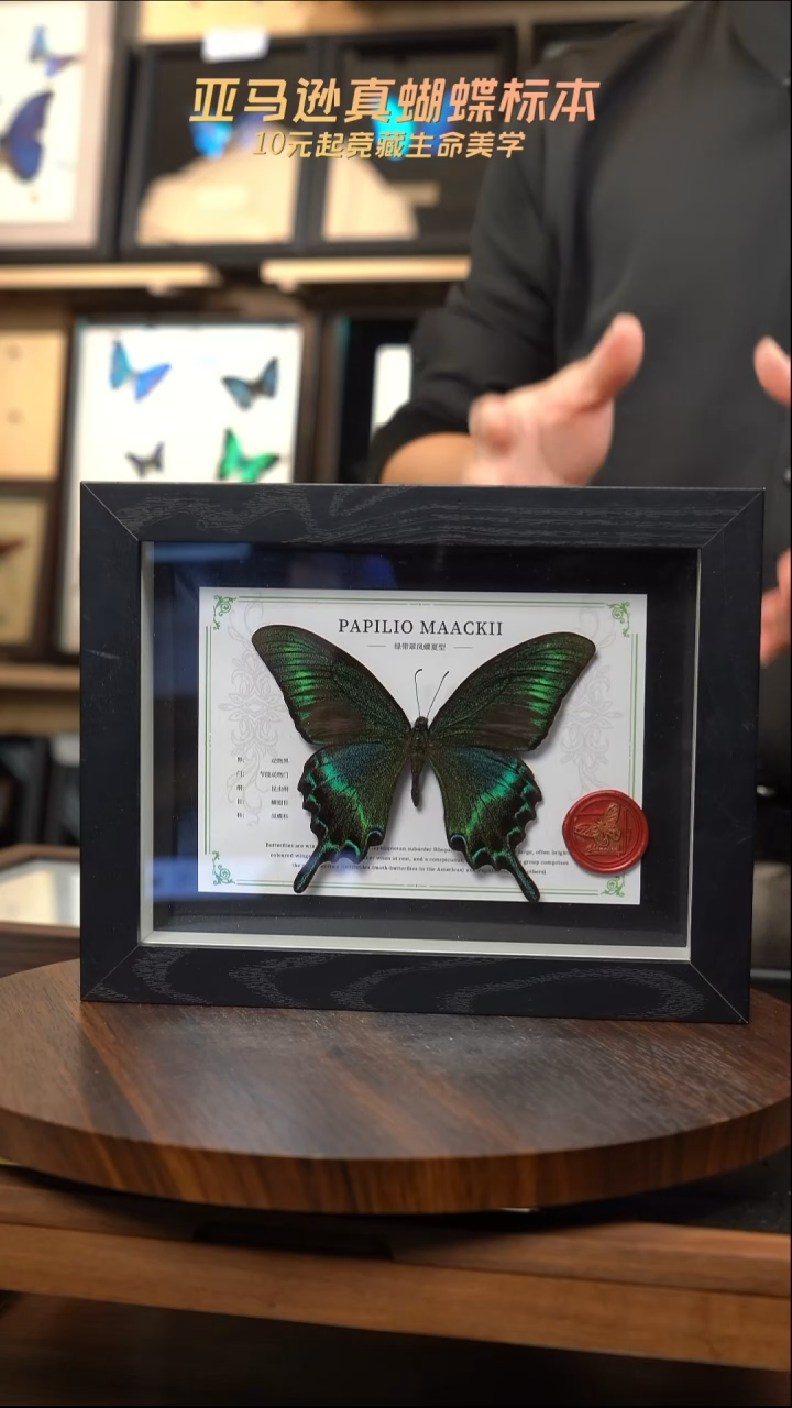 绿带翠凤蝶夏型8寸黑框国风版