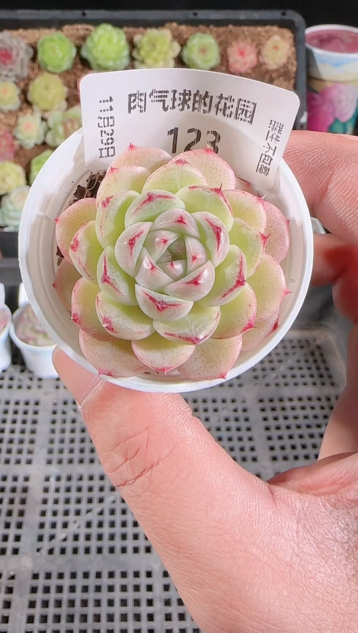 多肉1129-123群生不包整