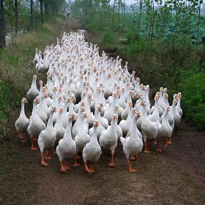 三花鹅四季鹅顺丰包邮