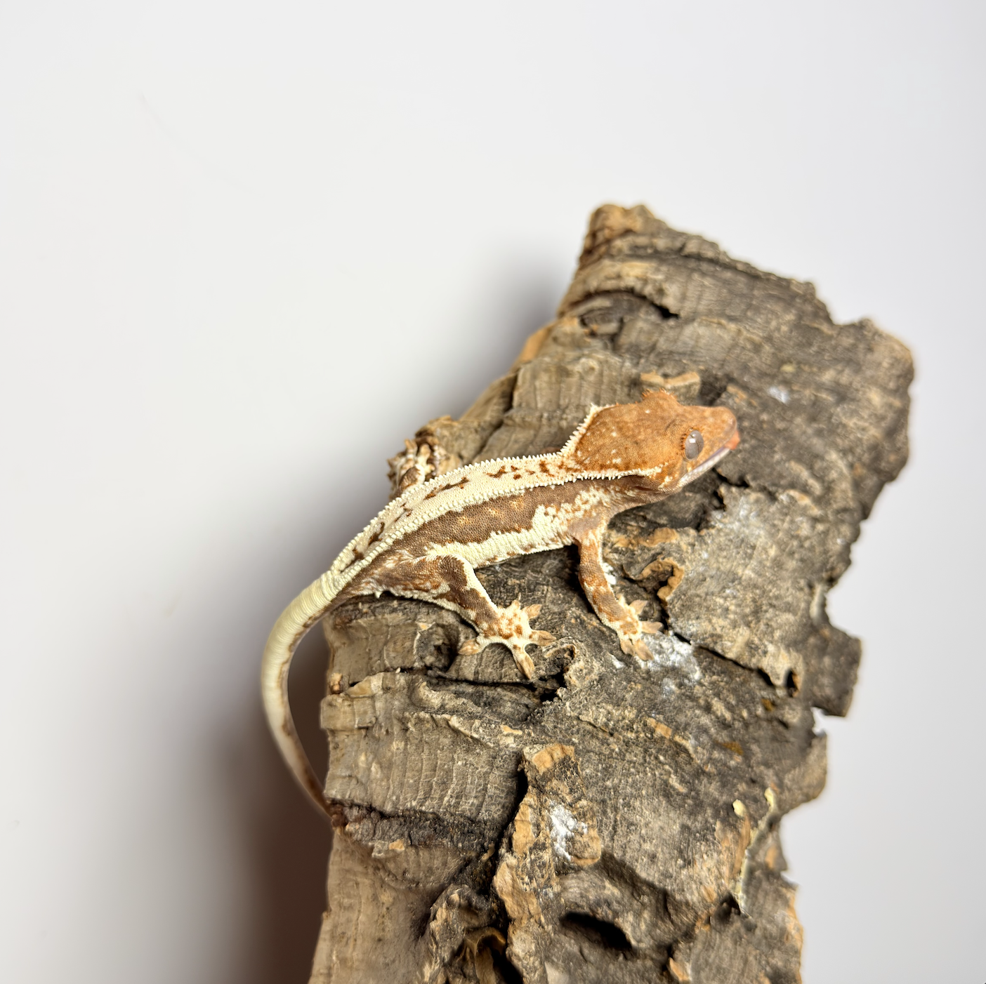 S10睫角守宫法布其诺（弟弟，7.27出壳）