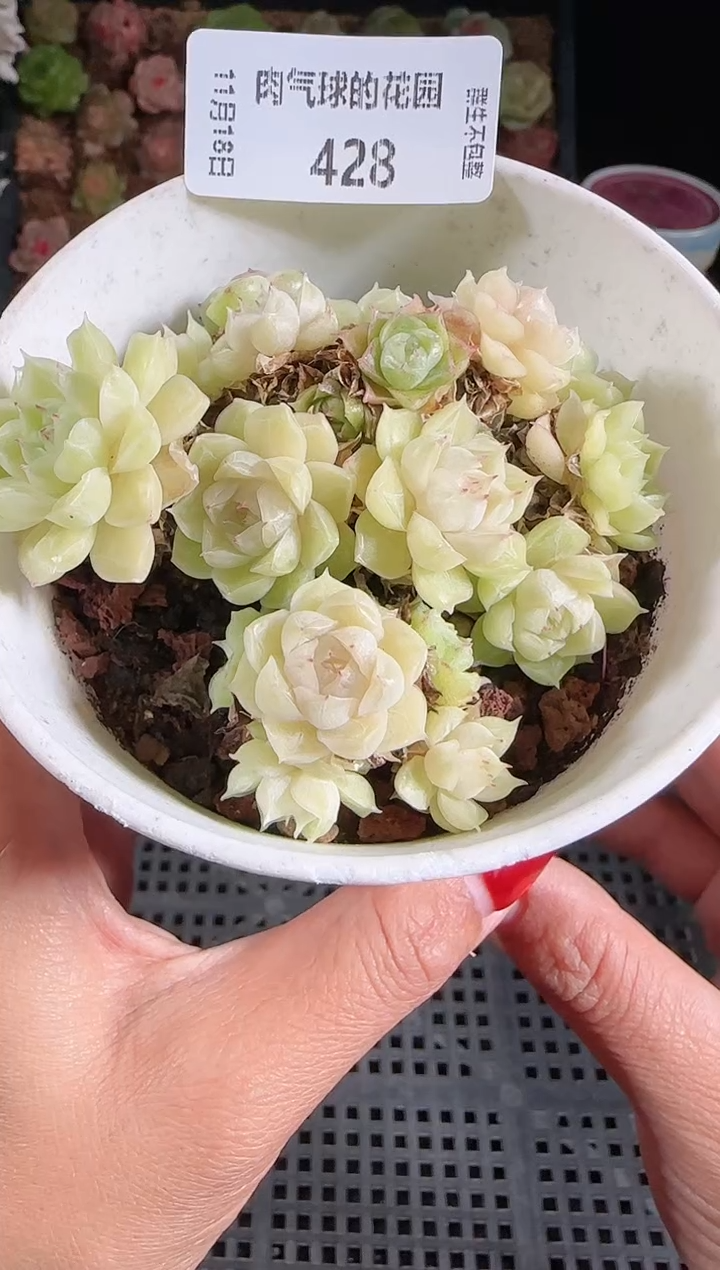  1118-428麦秆群生不包整