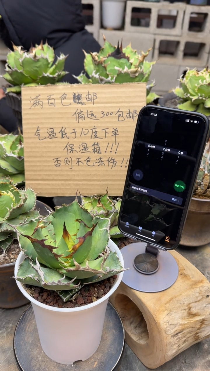 【闪购商品】螃蟹仁王冠龙舌兰