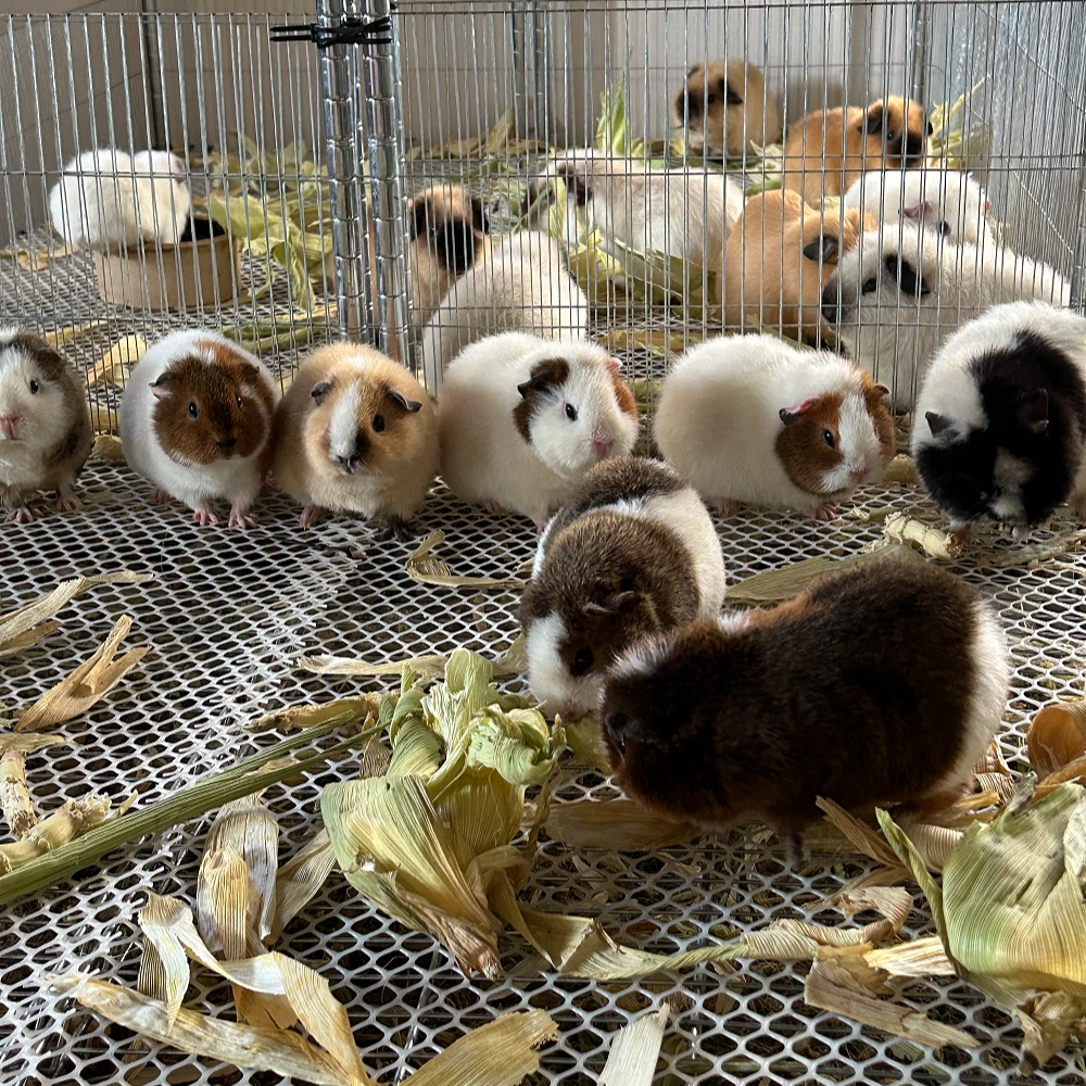 荷兰猪豚鼠运输框批发零售（一物一拍）