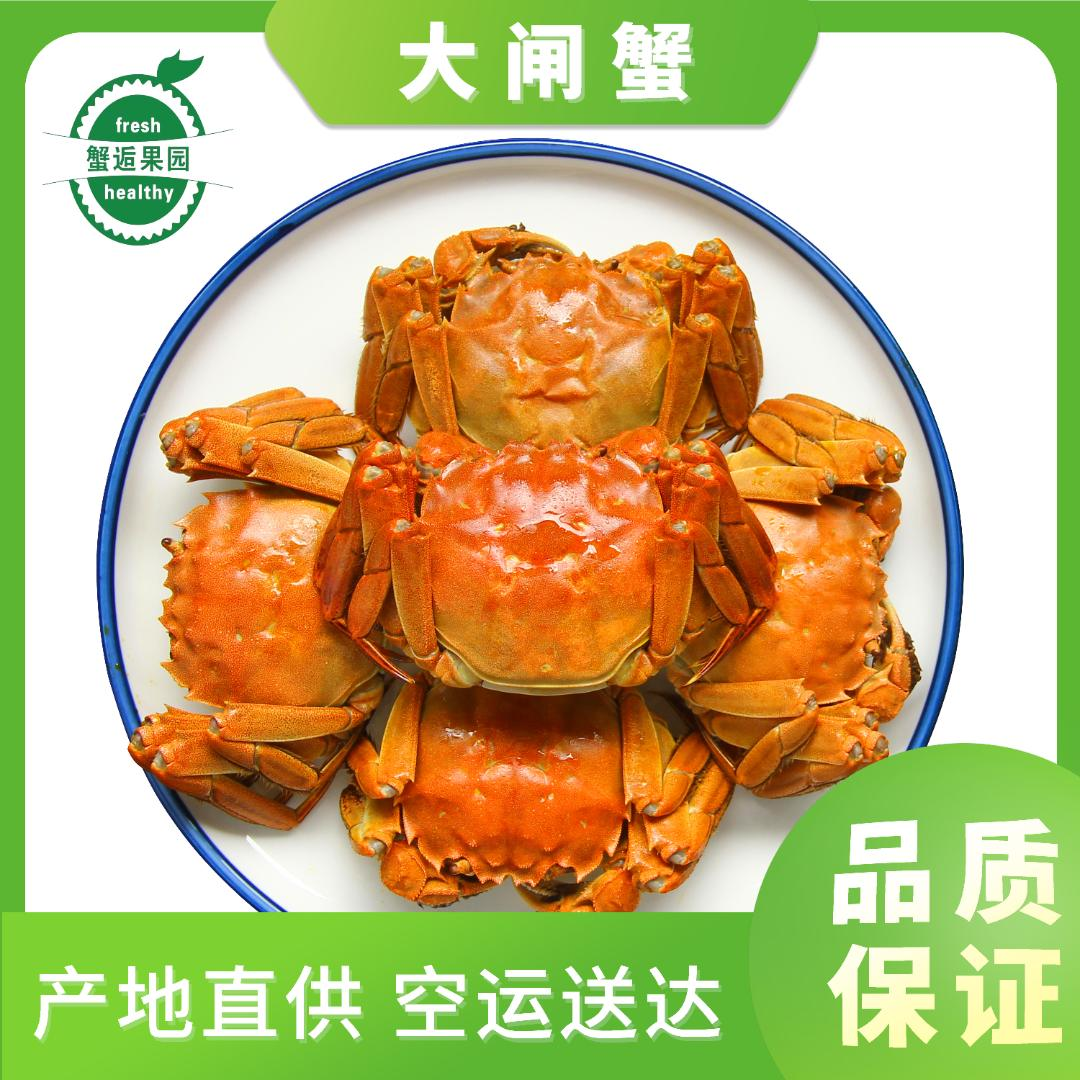 L精品大闸蟹公蟹约1.5两10只装清蒸螃蟹黄多肉嫩冷链发货次日送达海鲜