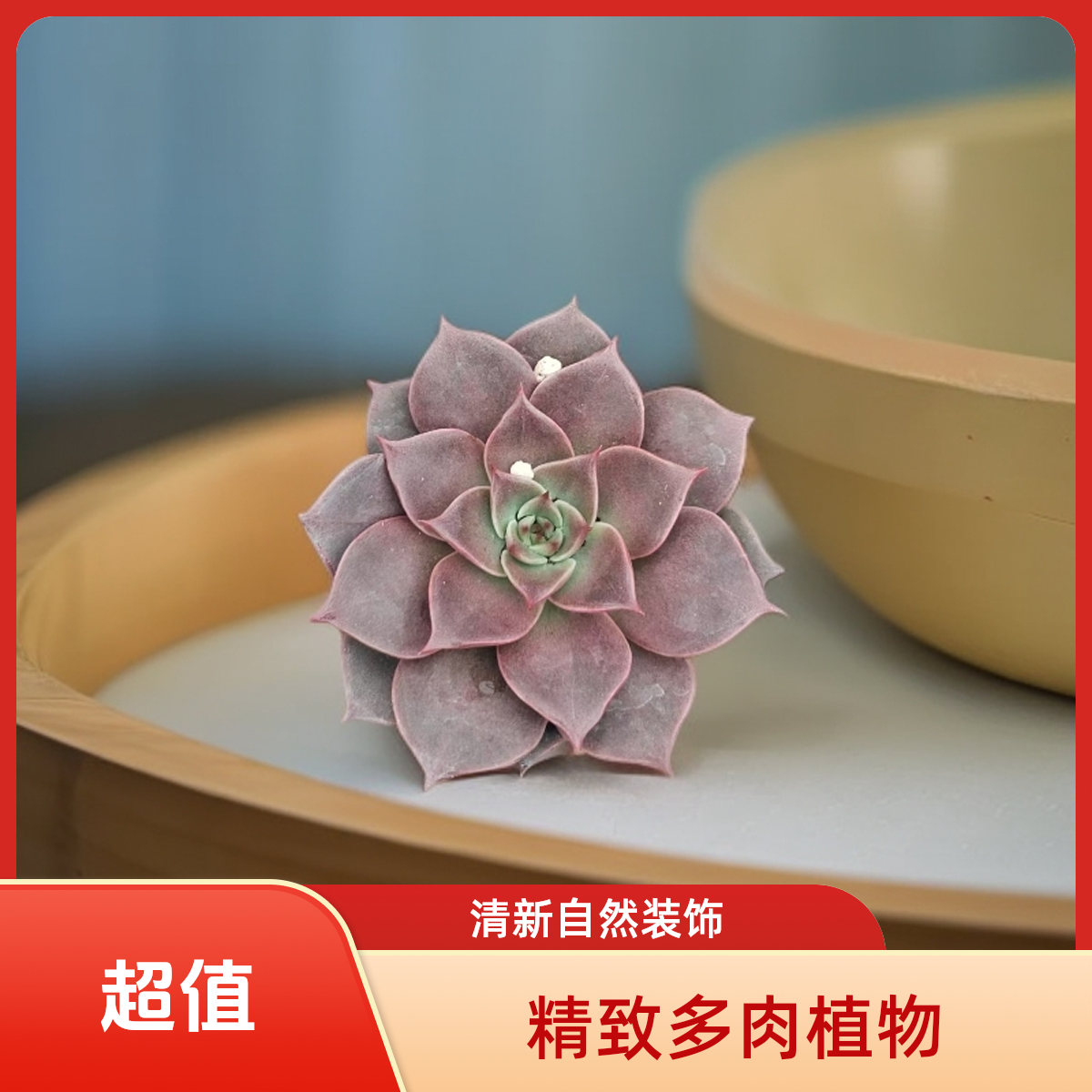 米娅多肉植物盆栽品种好养适合办公室阳台