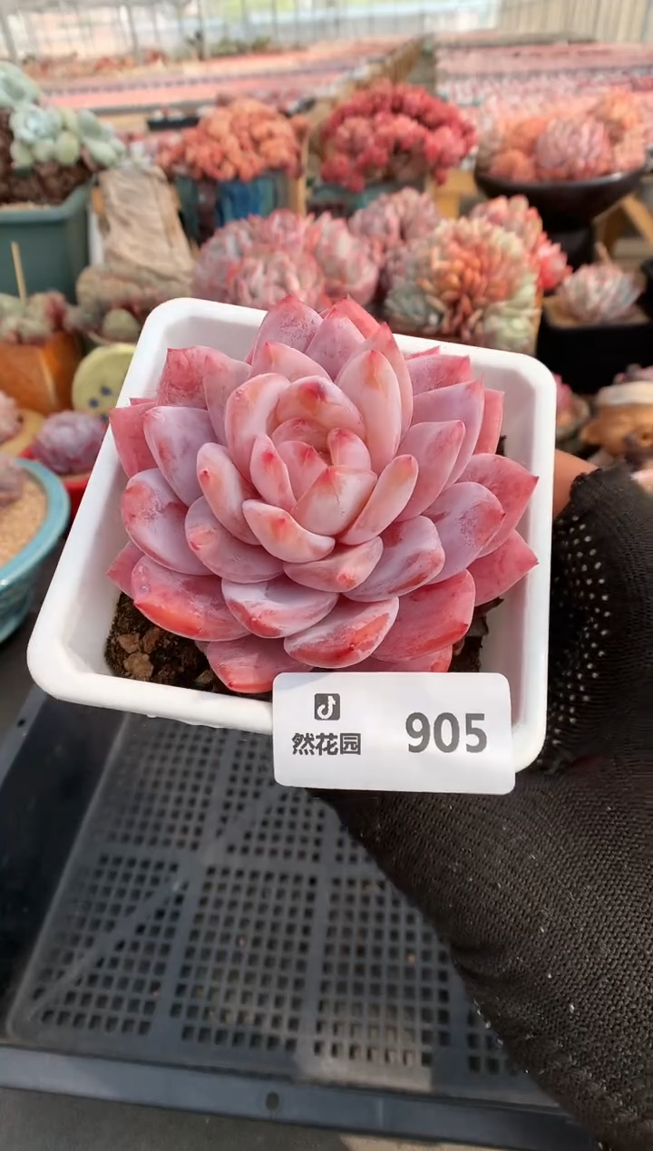 【闪购商品】905雪天使一物一拍