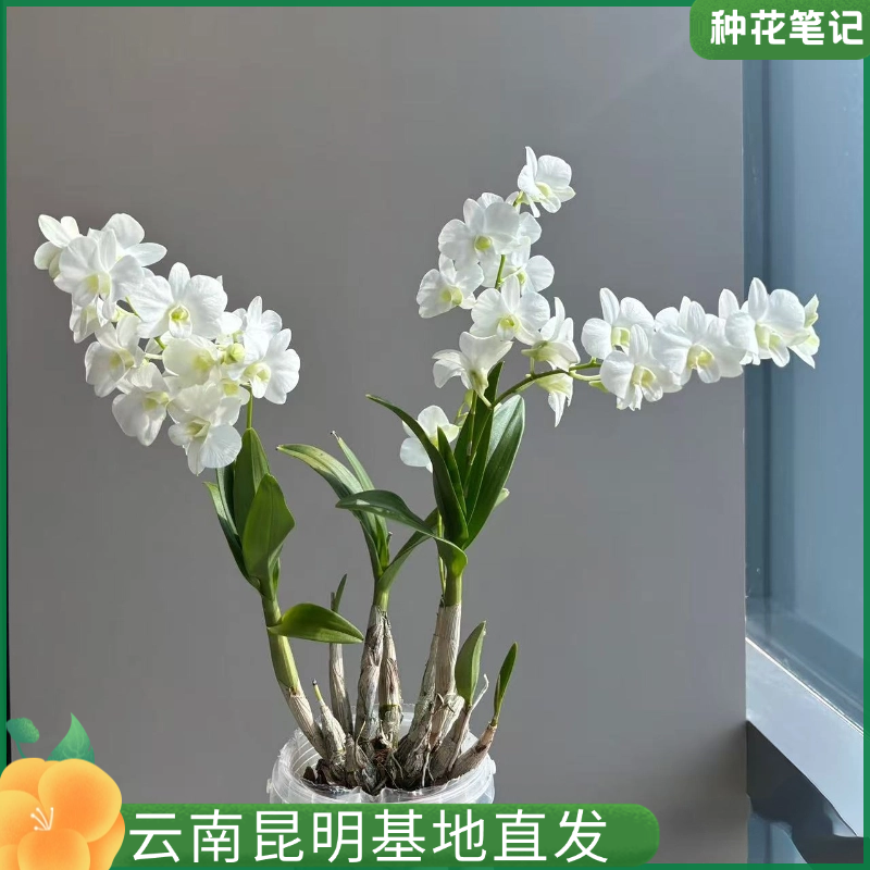 【白雪公主 石斛兰】盆栽室内桌面花卉好养四季开花  带花剑