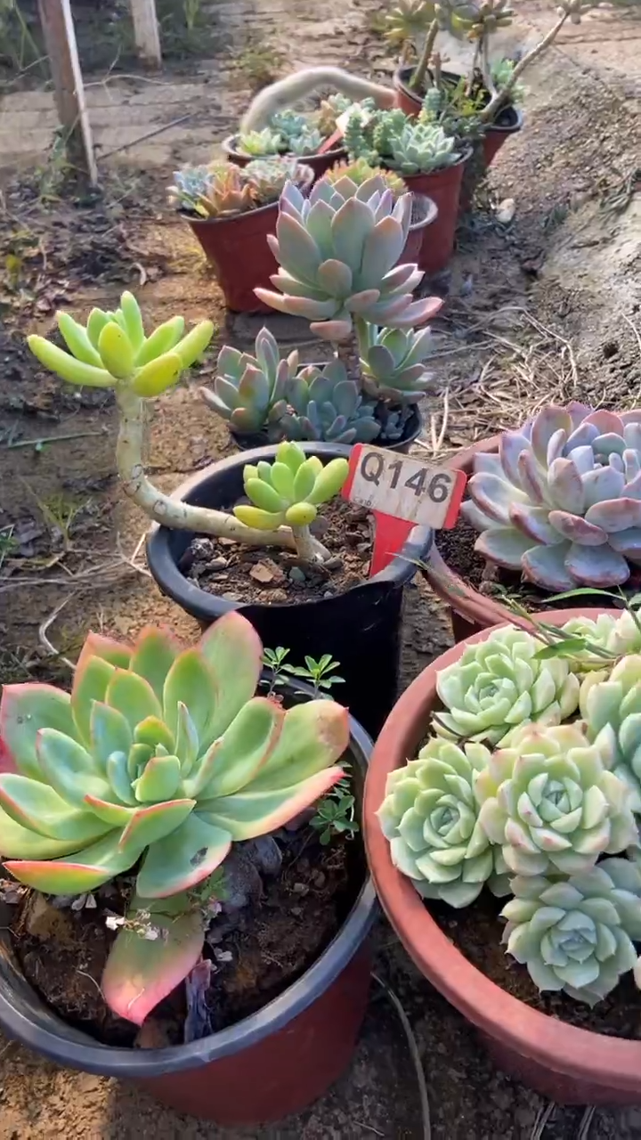 Q146多肉组合默认脱土发货