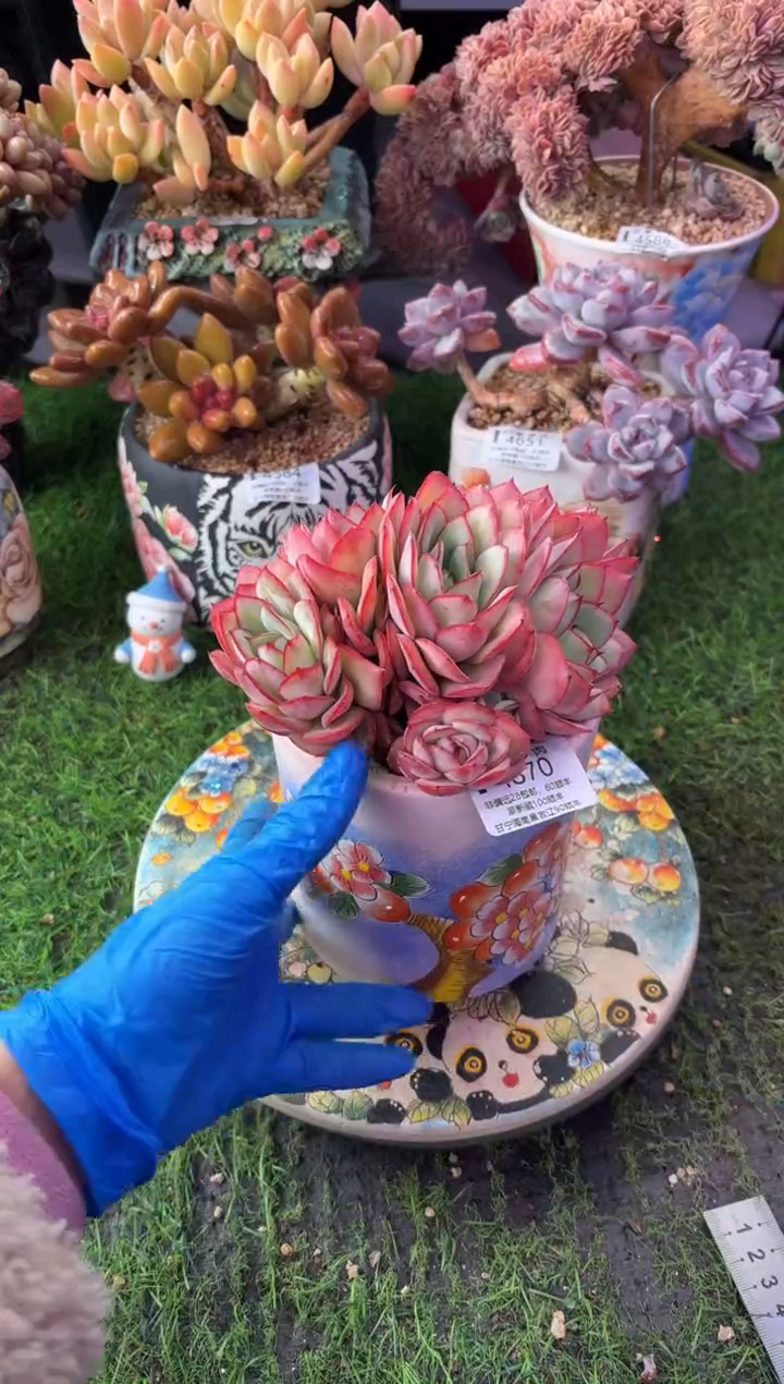 昆明印象多肉4870