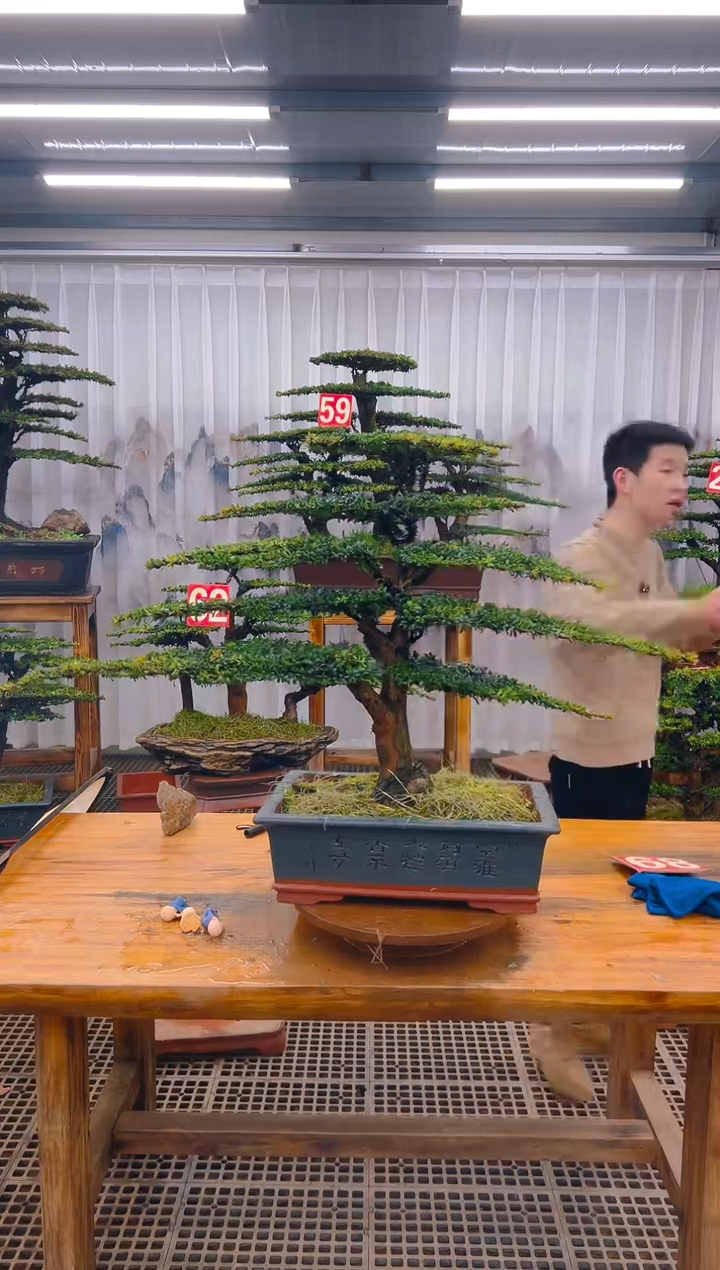 【闪购商品】紫砂精品盆景直播间一物一拍