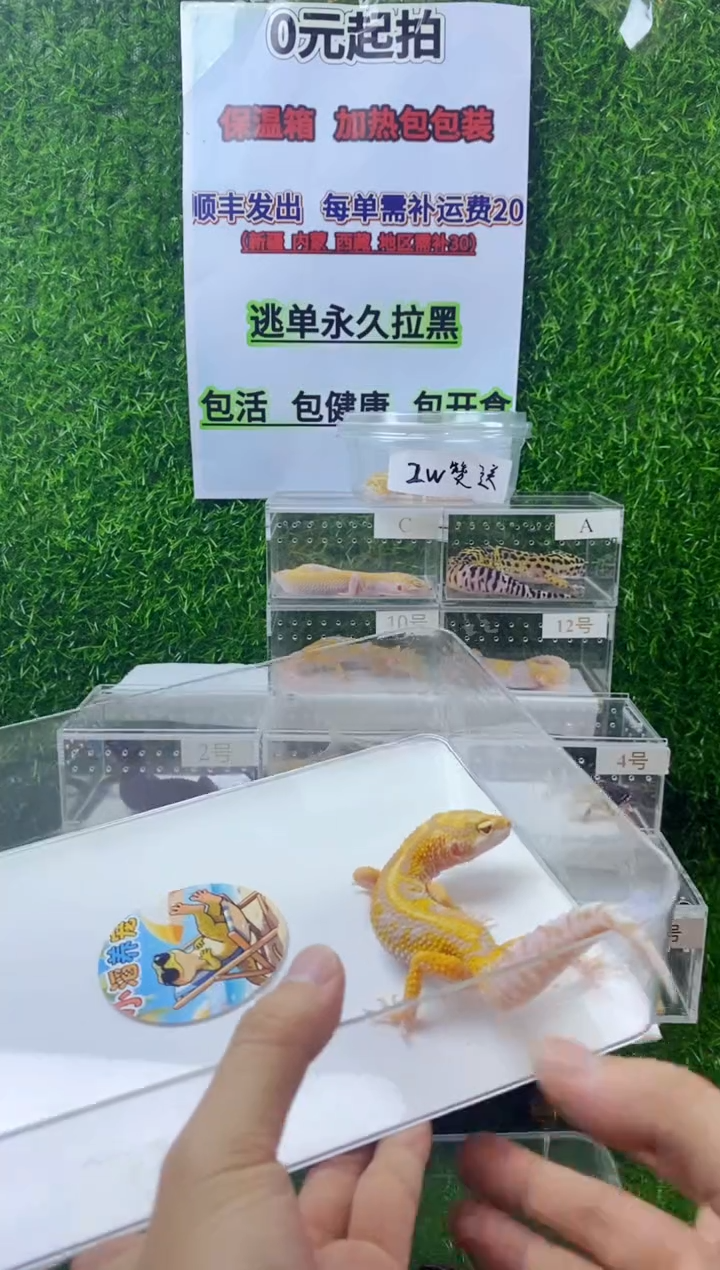 豹纹守宫豹纹守宫幼苗亚成体成体肥尾