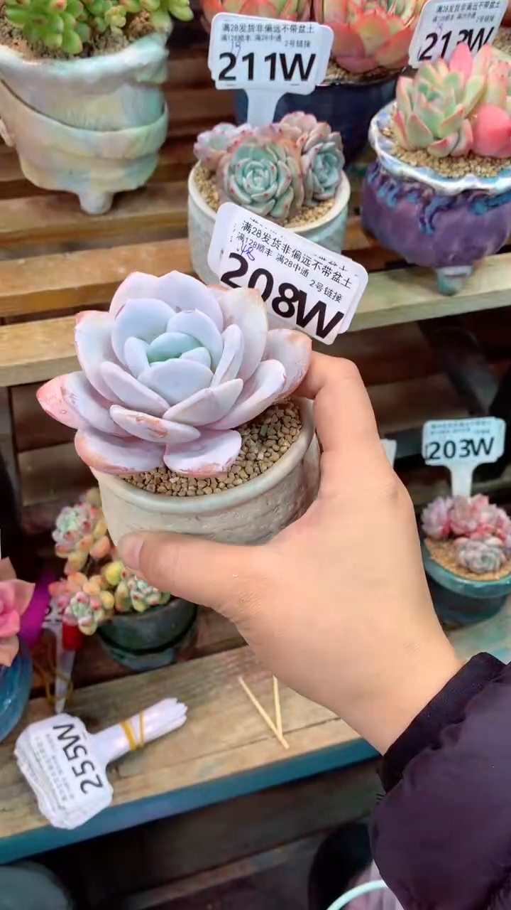 208W（一物一拍实付满28发货，默认不带盆土）