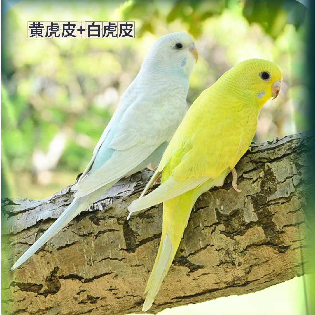 鹦鹉活鸟宠物鸟观赏鸟手养鹦鹉鸟鹦鹉包邮虎皮鹦鹉活鸟-LWZ