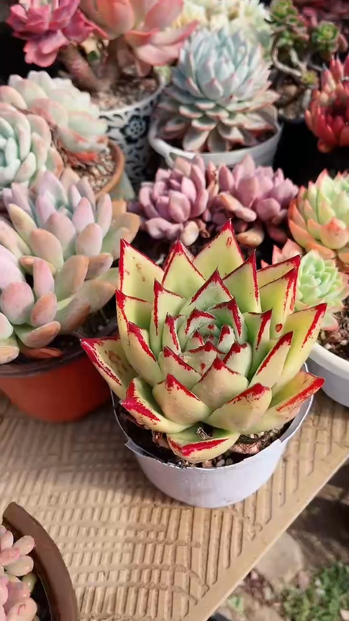 【闪购商品】13271