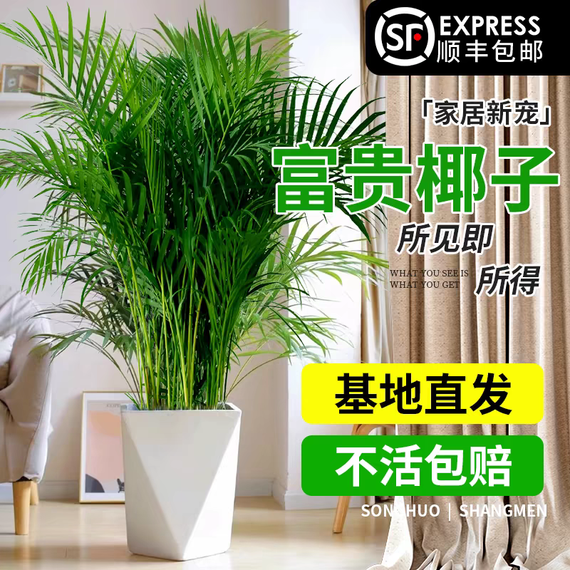 【顺丰送上门】富贵椰子树1.5米-1.7米散尾葵百搭绿植简单好养