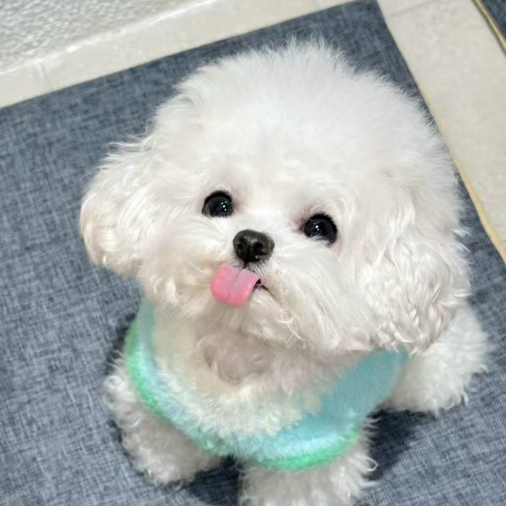 比熊宠物狗狗  柚子  TT3福建省