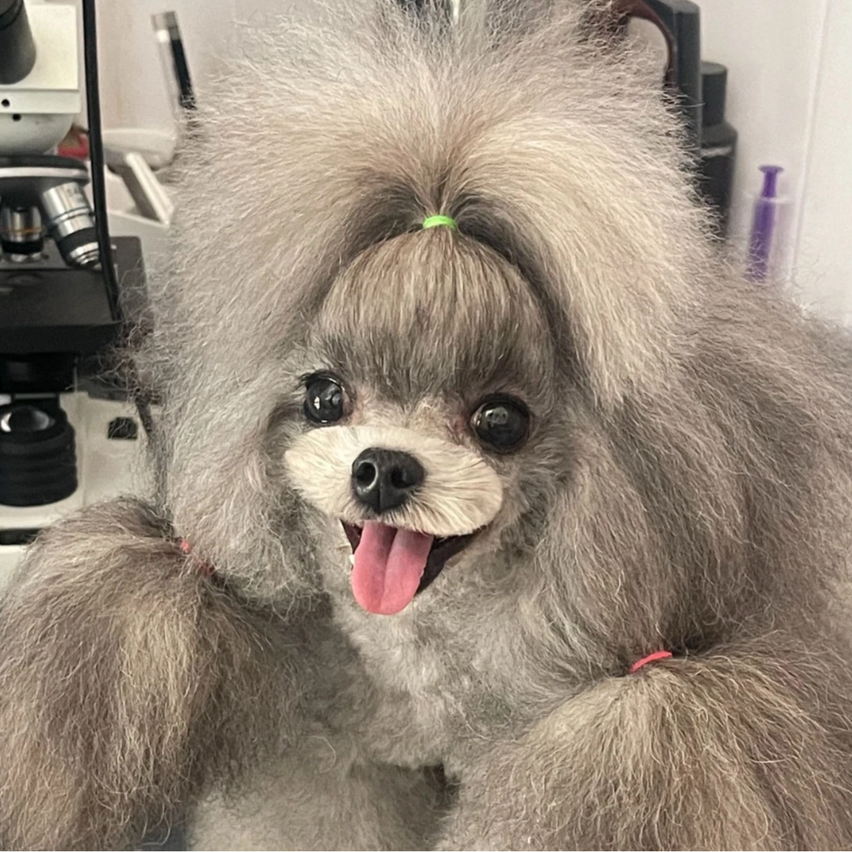 米多家-精品灰泰迪犬②