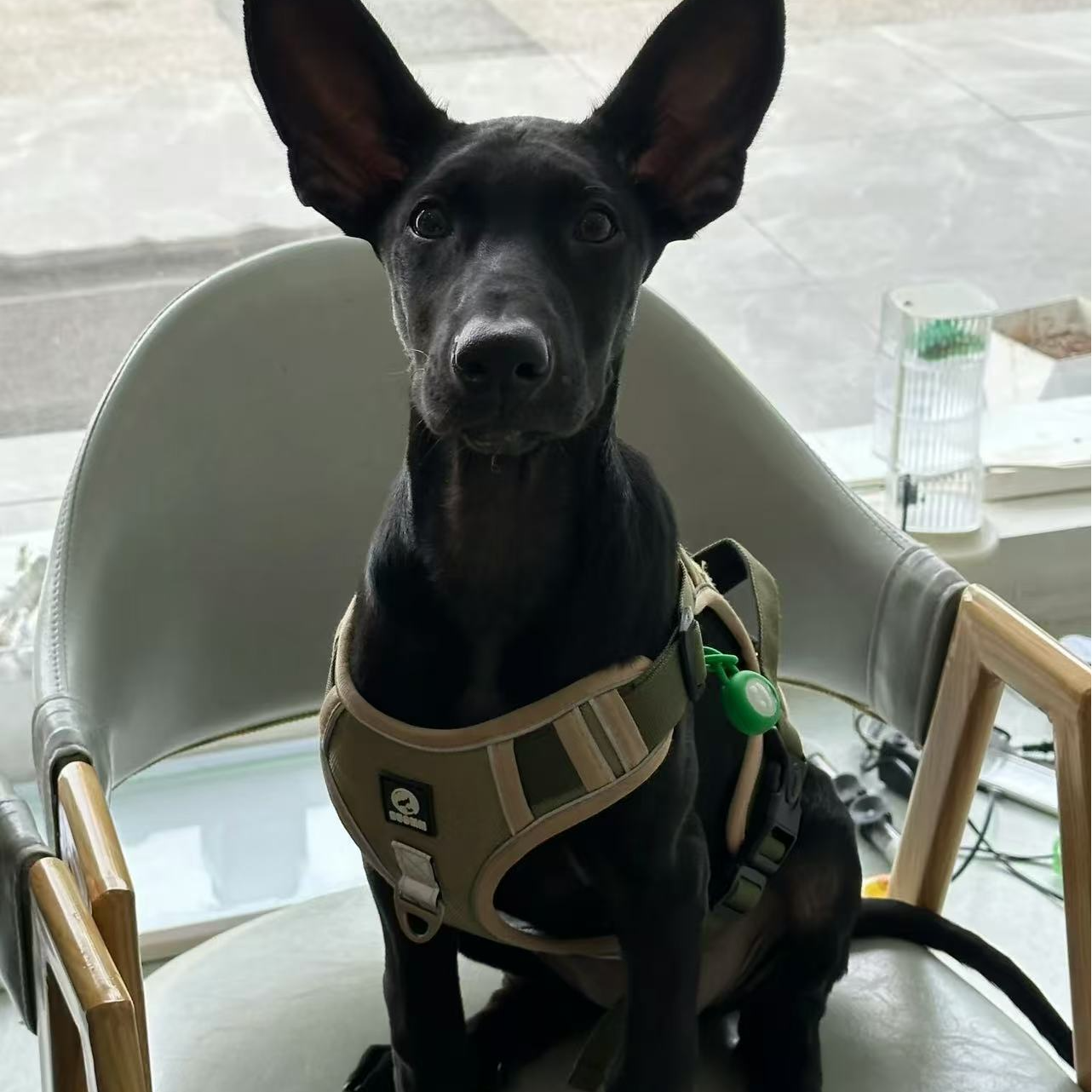 狼犬犬活体狗狗链接