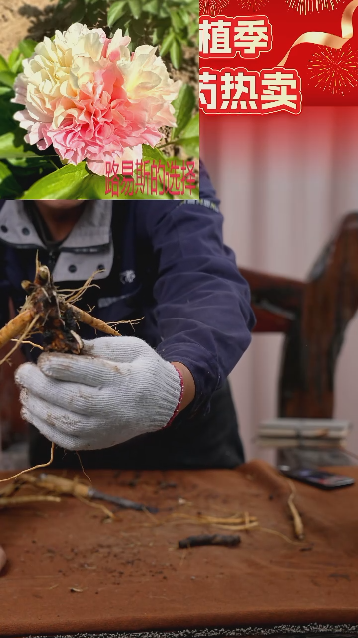 【晚场原颗芍药一物一拍】22号